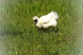 t-rene_l poule naine tirage